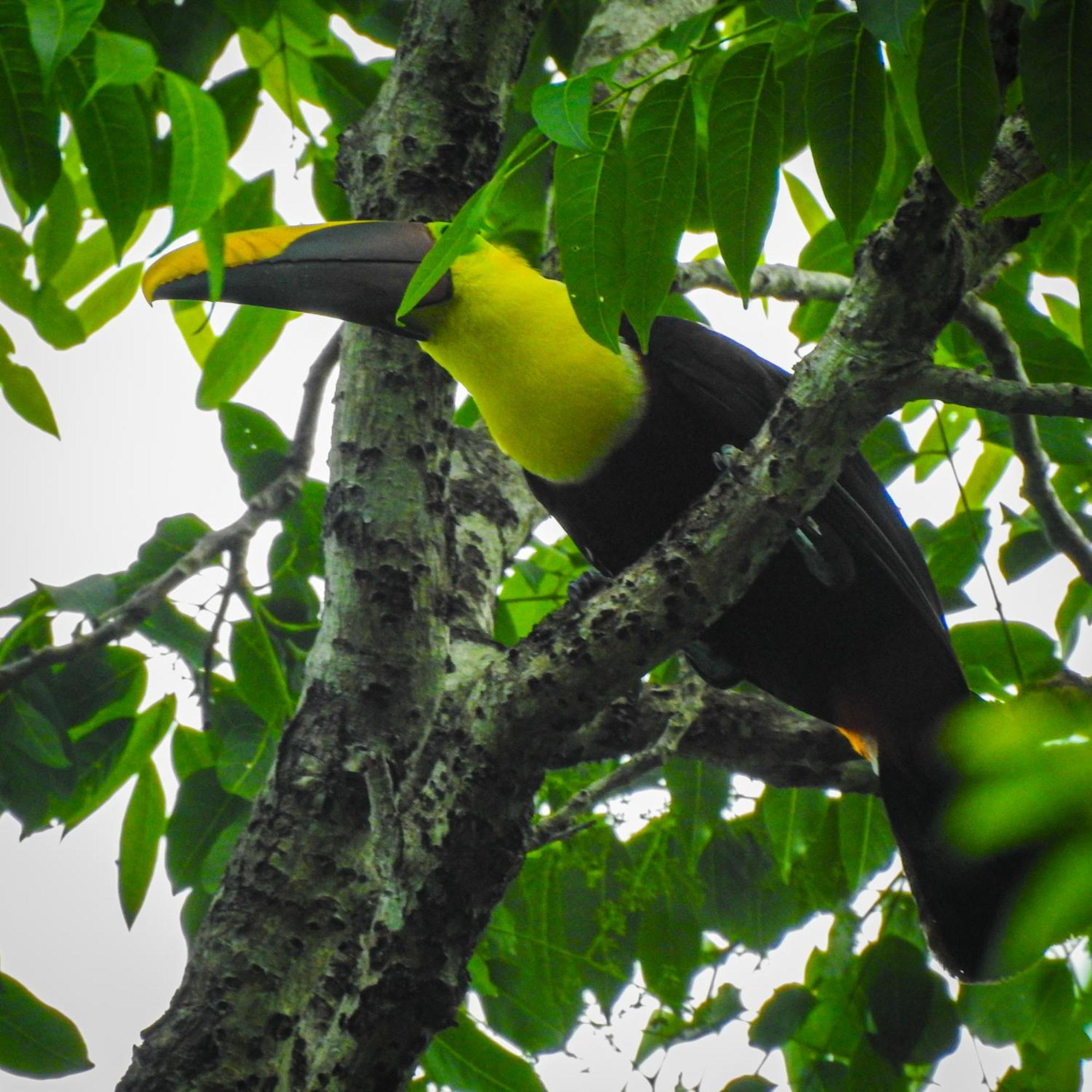 Selva Color - Forest & Beach Ecolodge Quebrada Ganado المظهر الخارجي الصورة