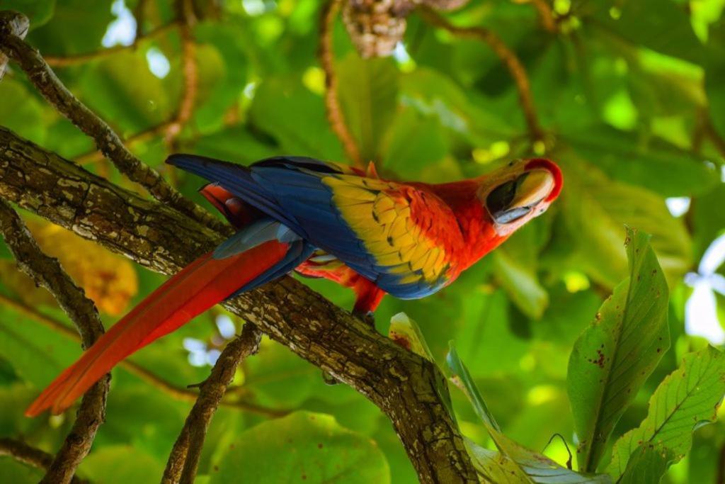 Selva Color - Forest & Beach Ecolodge Quebrada Ganado المظهر الخارجي الصورة