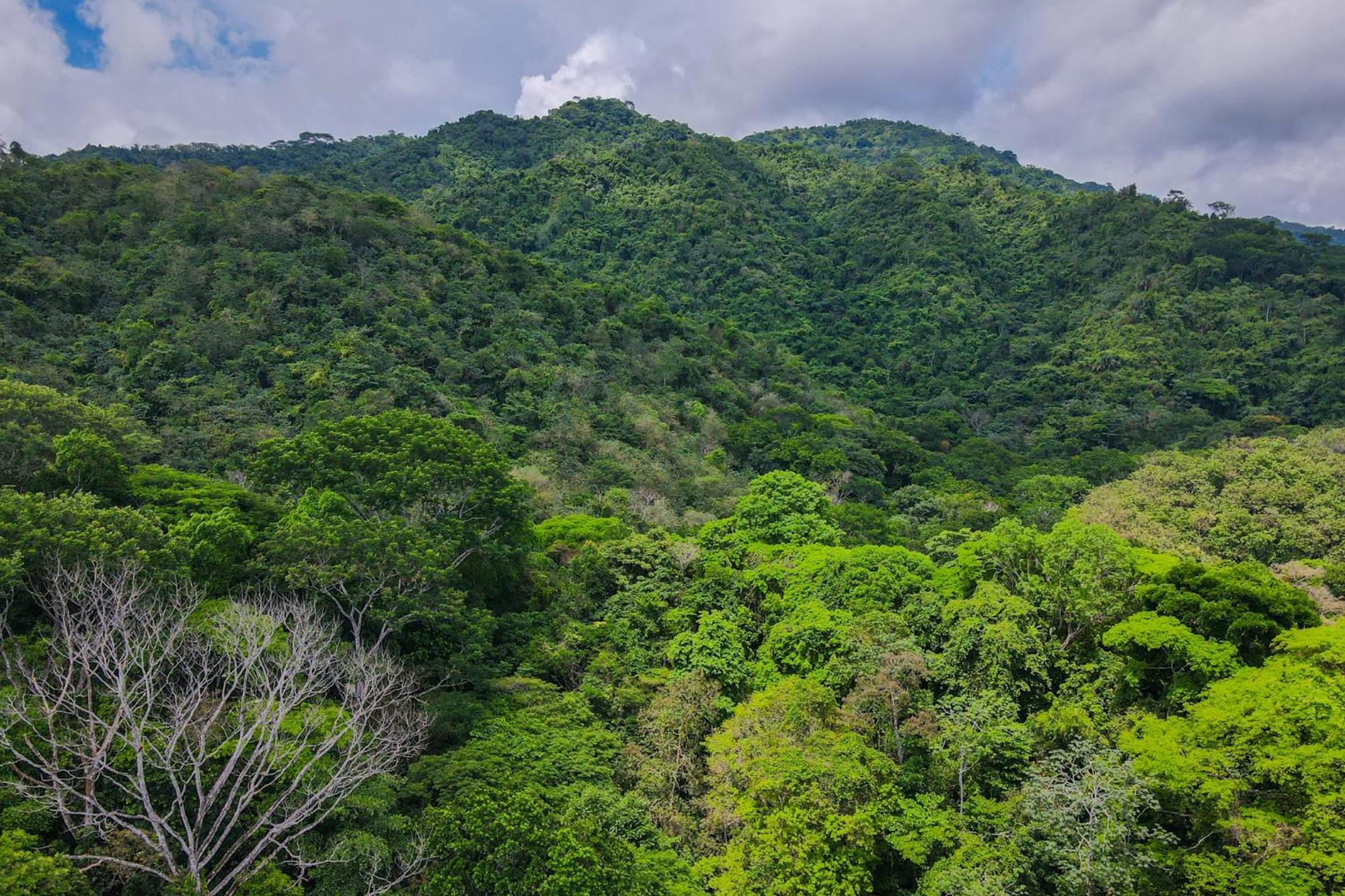 Selva Color - Forest & Beach Ecolodge Quebrada Ganado المظهر الخارجي الصورة