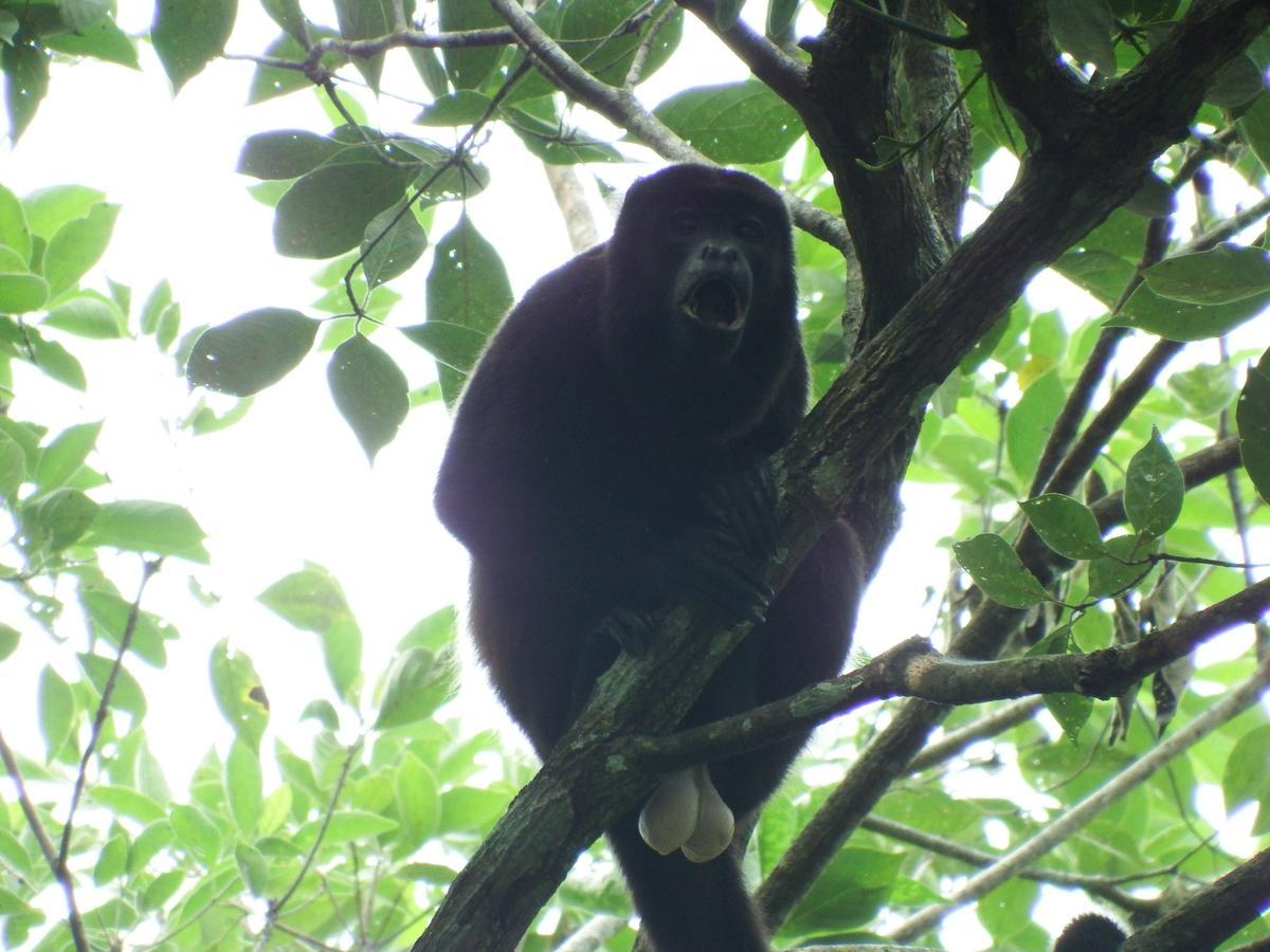 Selva Color - Forest & Beach Ecolodge Quebrada Ganado المظهر الخارجي الصورة