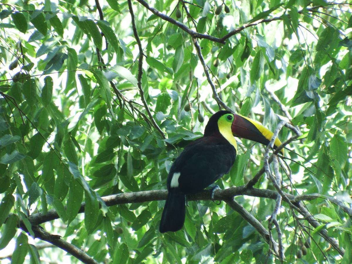 Selva Color - Forest & Beach Ecolodge Quebrada Ganado المظهر الخارجي الصورة