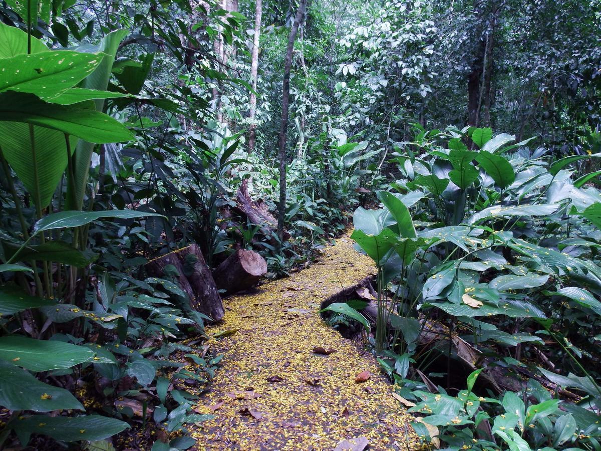 Selva Color - Forest & Beach Ecolodge Quebrada Ganado المظهر الخارجي الصورة