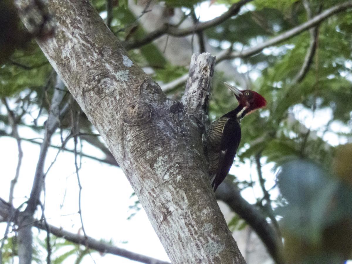 Selva Color - Forest & Beach Ecolodge Quebrada Ganado المظهر الخارجي الصورة